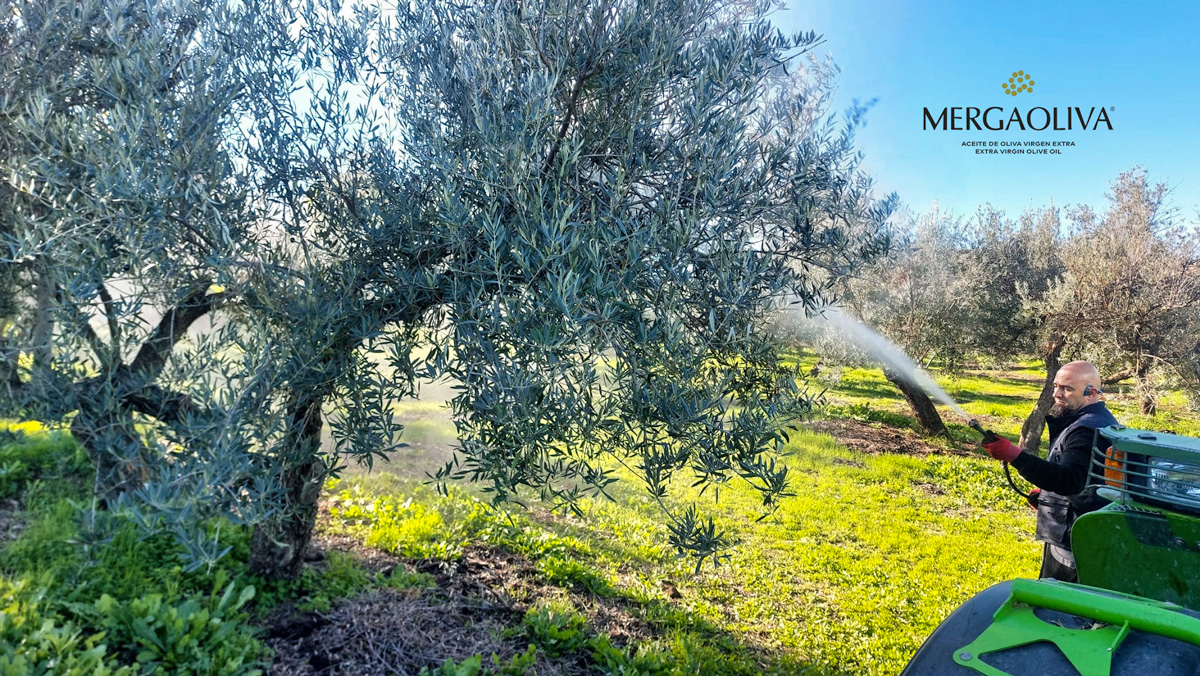 Olivar tradicional ecologico